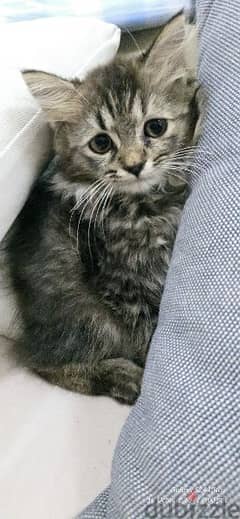 Turkish Angora 0