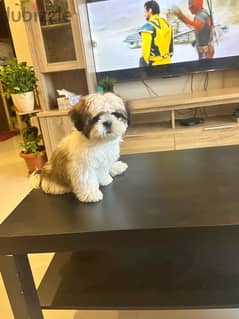 shihtzu 0