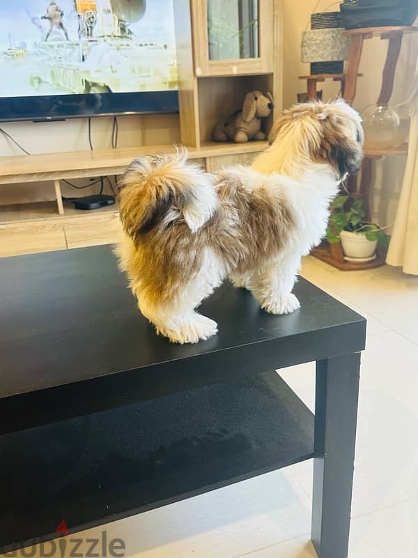 shihtzu 1