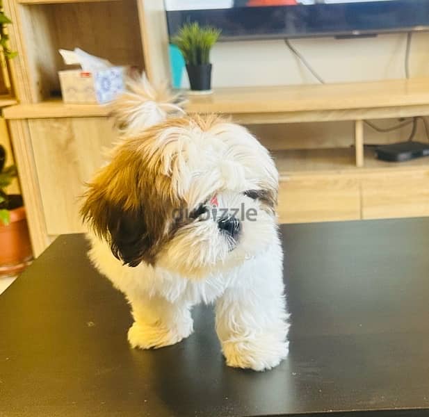 shihtzu 2