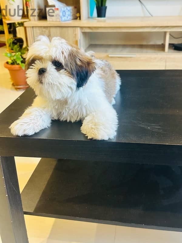 shihtzu 3