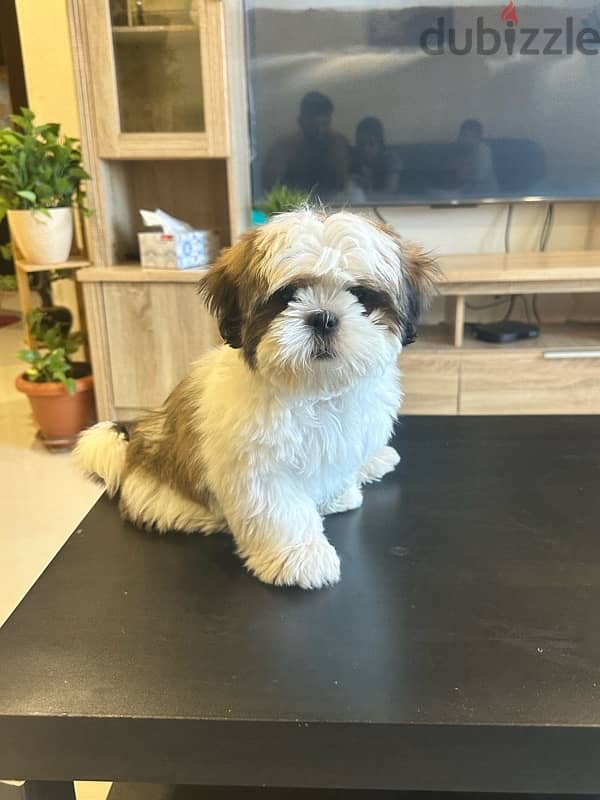 shihtzu 4