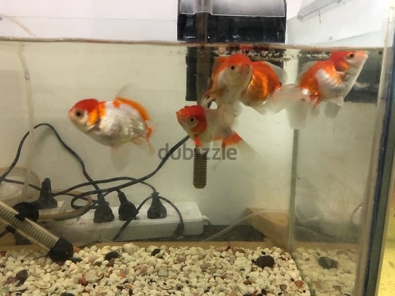 Gold fishes for sale 0