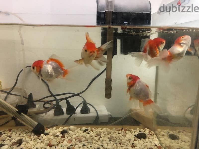 Gold fishes for sale 1