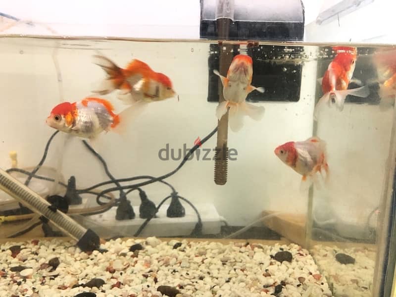 Gold fishes for sale 2