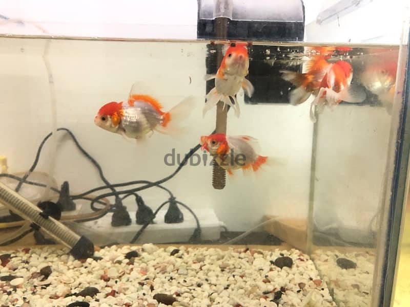 Gold fishes for sale 3