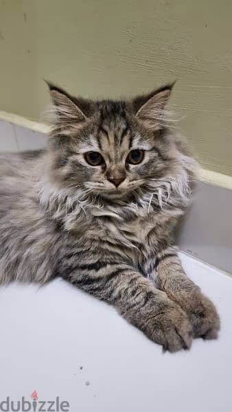 persian and shirazi breed