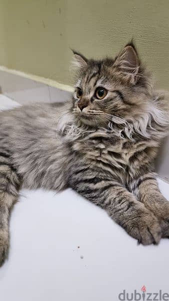 persian and shirazi breed 1