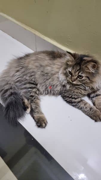 persian and shirazi breed 3