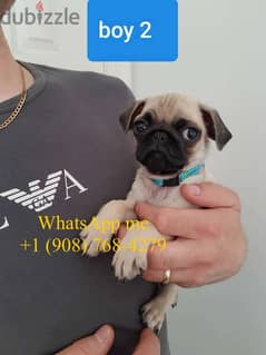 Male pug puppy for sale. . WhatsApp me ‪+1 (908) 768‑4279‬ 0