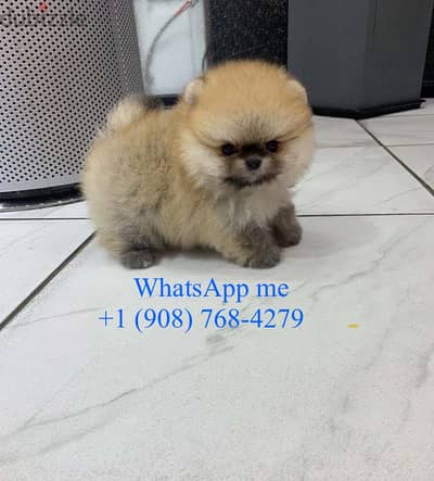 Micro Teacup Pomeranian Puppies for sale