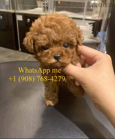 Beautiful Toy Poodle puppies