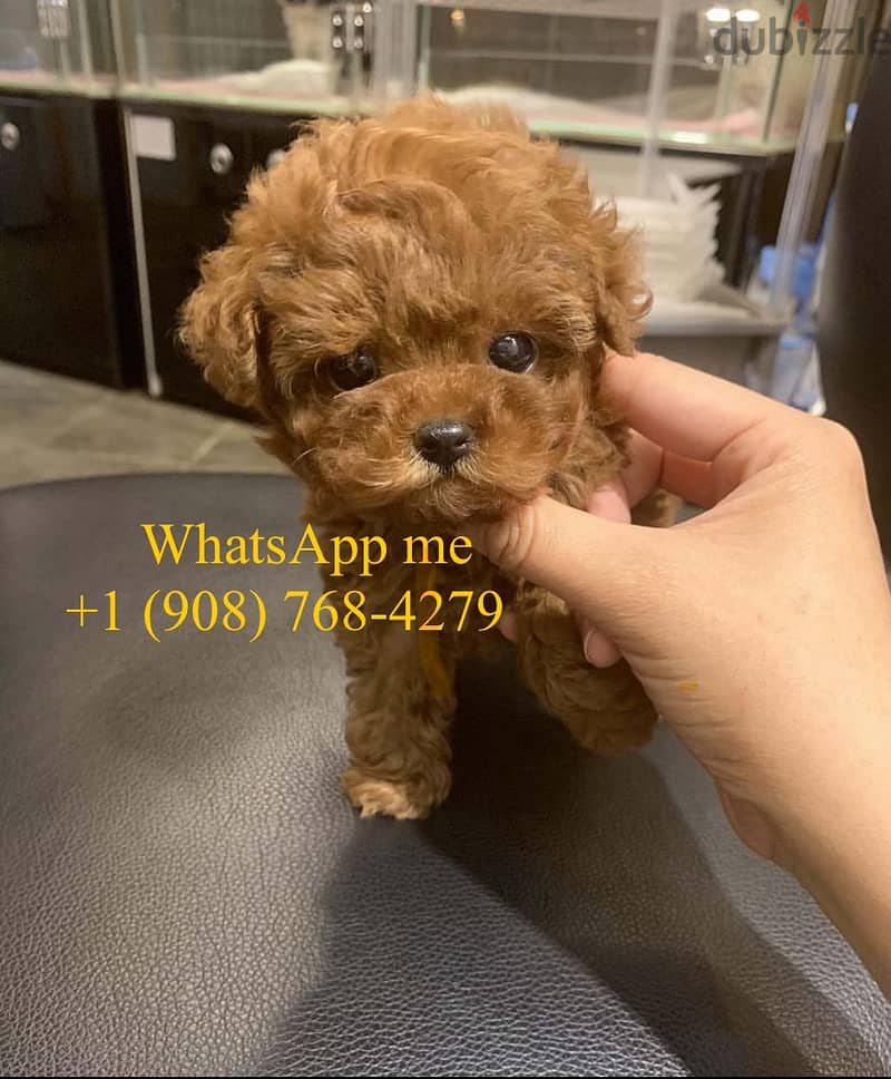 Beautiful Toy Poodle puppies 0