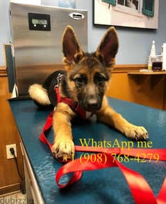 AKC reg. German Shepherd puppies 0