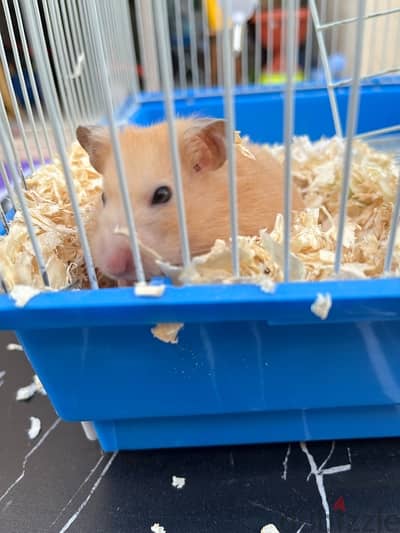 Hamster