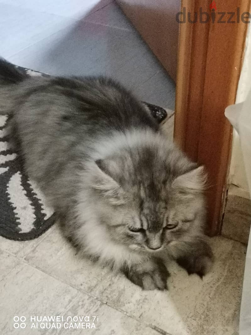 MALE PERSIAN CAT 1