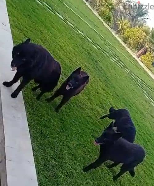 3 black German Shepherd dog  (93281080 3