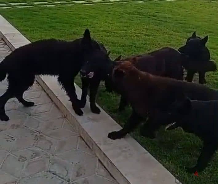 3 black German Shepherd dog  (93281080 4