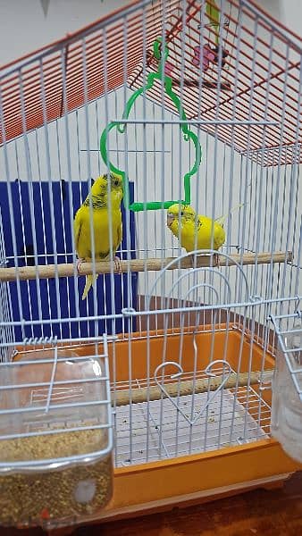 Love birds For sale 10RO