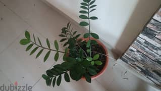 indoor Zz plant with good condition pot 0