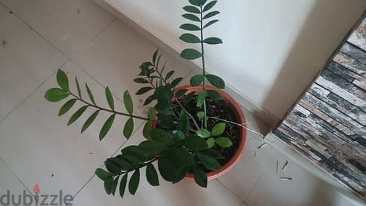 indoor Zz plant with good condition pot