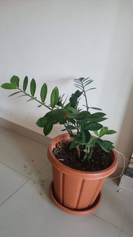 indoor Zz plant with good condition pot 1