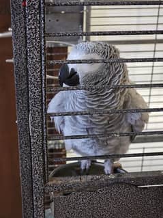 very talkative African Grey Parrot 0