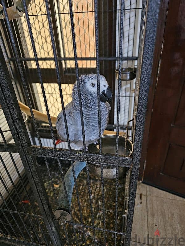 very talkative African Grey Parrot 1