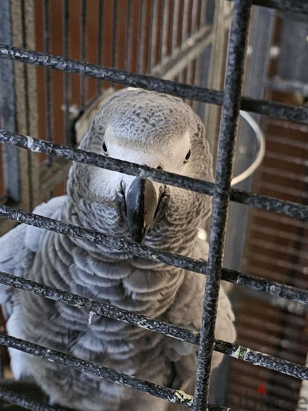 very talkative African Grey Parrot 2