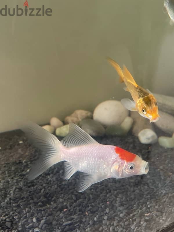 2 goldfishes and one koi all 5 inches 3