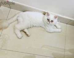 Persian cat for sale 0