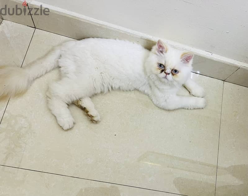 Persian cat for sale 0