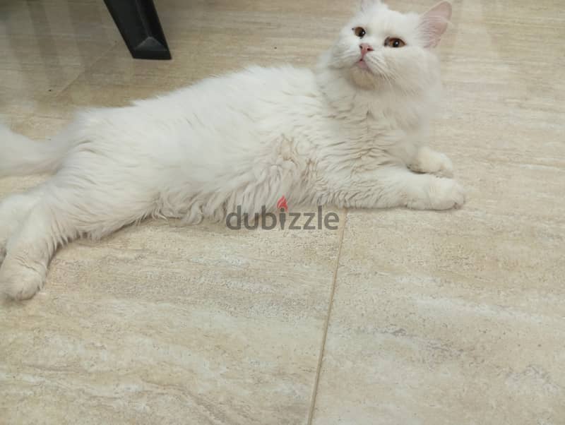 Turkish Male & Female cat available for sale 2