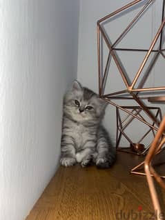 kitten persian for sale قط شيرازي للبيع صغير 0