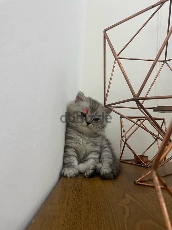 kitten persian for sale قط شيرازي للبيع صغير 1