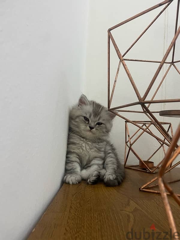 kitten persian for sale قط شيرازي للبيع صغير 2