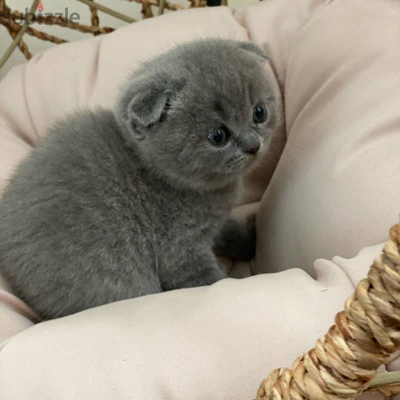 Scottish Fold Kitten 0