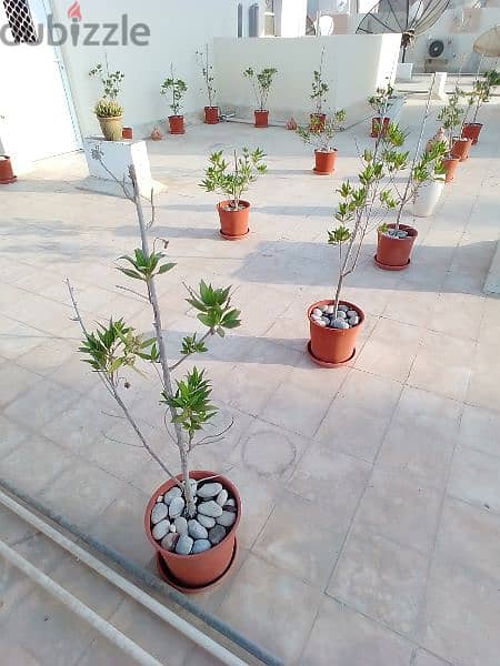 Garden Plants for Sale 0