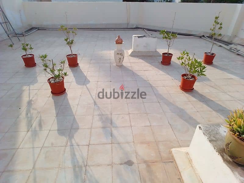 Garden Plants for Sale 2