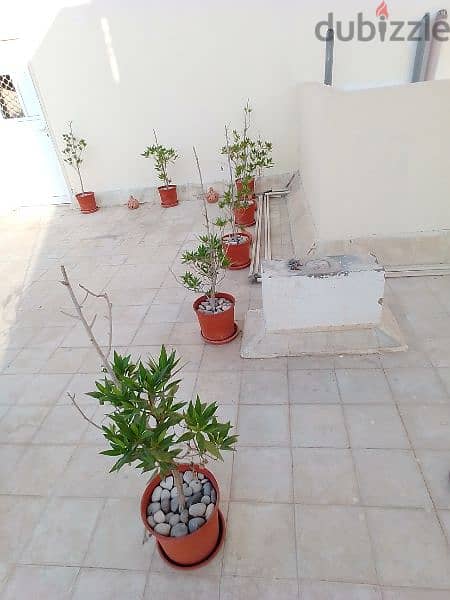 Garden Plants for Sale 7