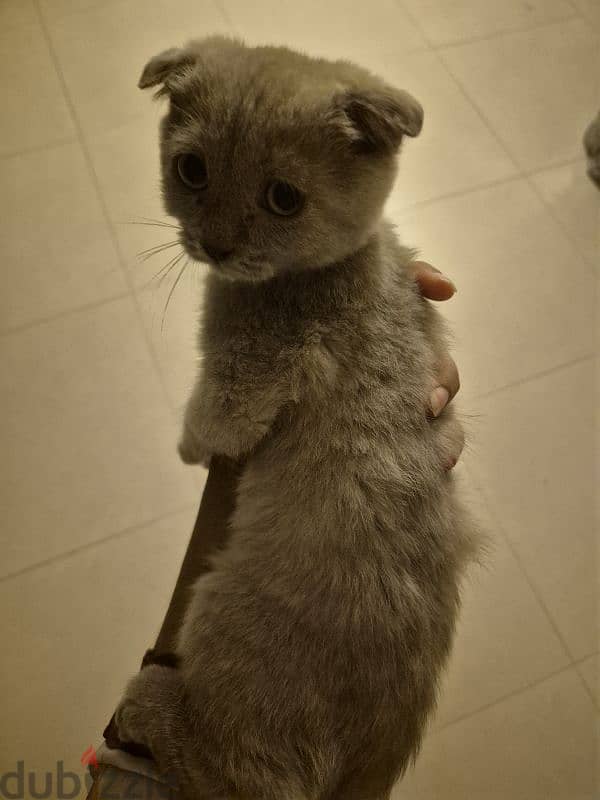 Scottish fold kitten 3