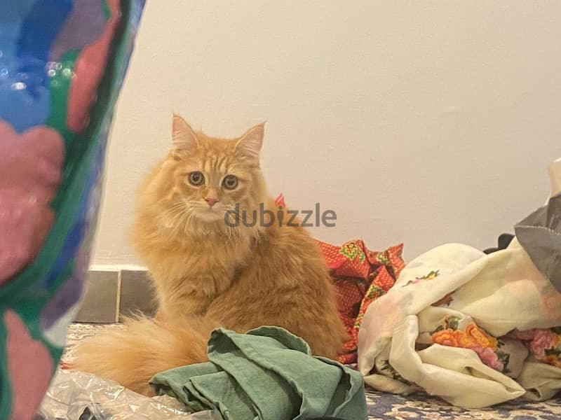 Shirazi cat for sale - قطة شيرازية للبيع 1