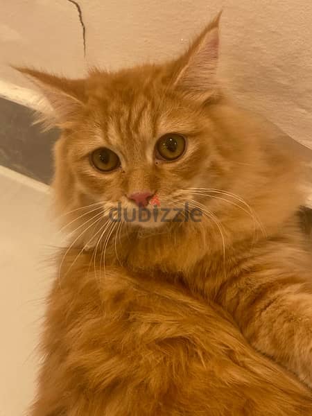 Shirazi cat for sale - قطة شيرازية للبيع 4