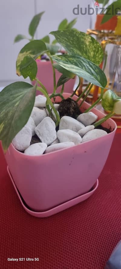 money plant in square pot