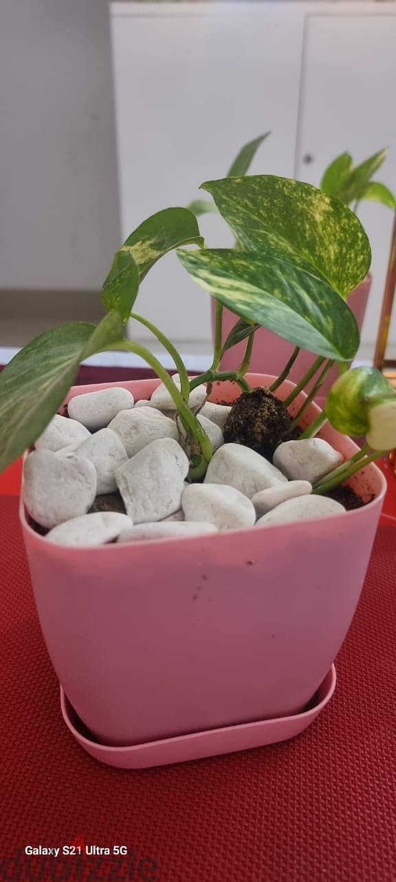 money plant in square pot 1