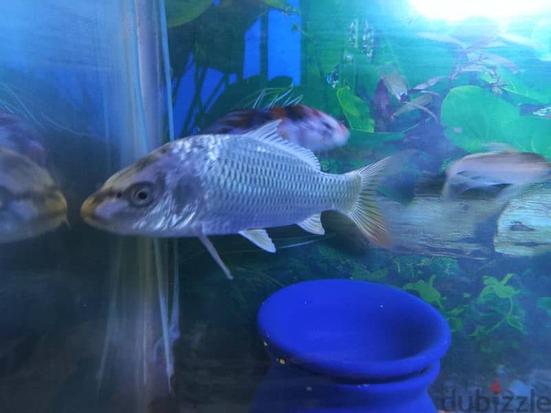 Fish available 7