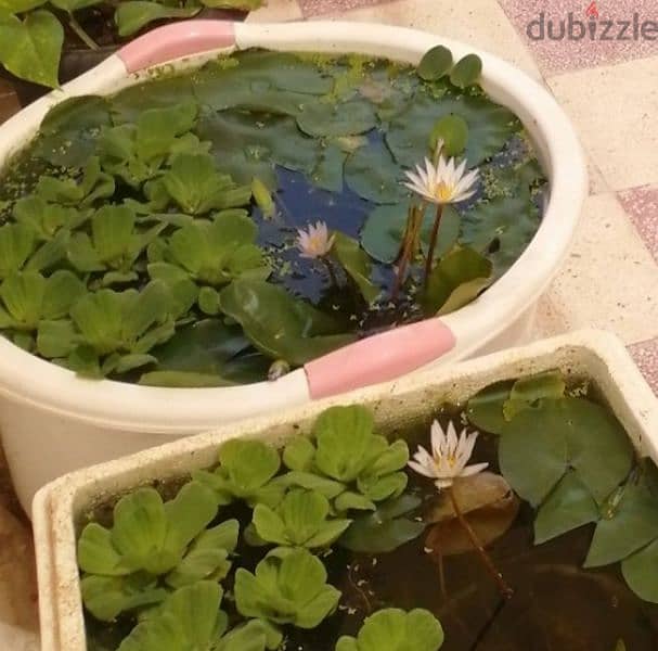 White water lily for sale - Azaiba 0