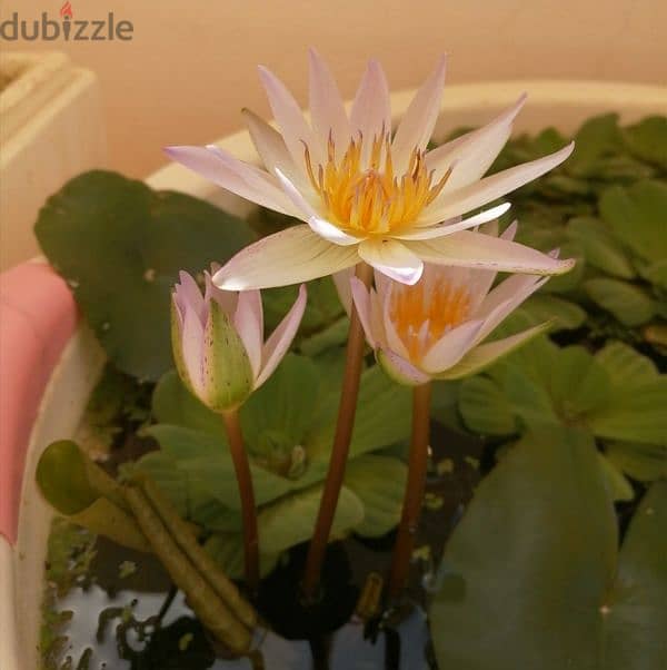 White water lily for sale - Azaiba 1