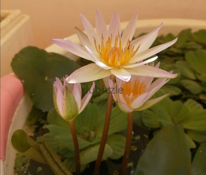 White water lily for sale - Azaiba 2