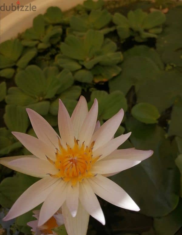 White water lily for sale - Azaiba 3